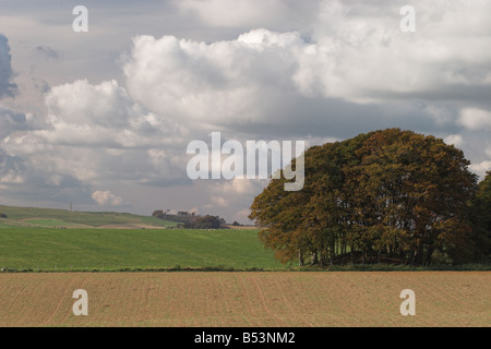 Buschbäume entlang des Ridgeway National Trail bei Marlborough, Wiltshire, England, Großbritannien Stockfoto