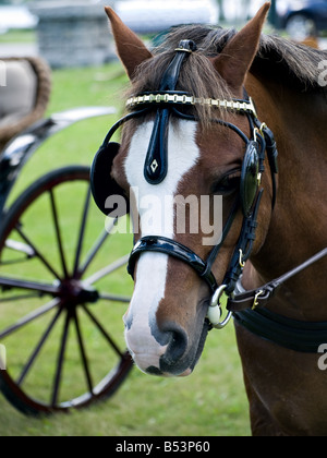 Pferd im Gang für die Lorenzo fahren Wettbewerb in Cazenovia, New York, USA-Juli 2007 Stockfoto