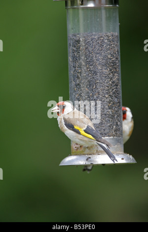 Stieglitze Zuchtjahr Zuchtjahr zwei Erwachsene auf Niger Feeder genommen Juli Lea Valley Essex UK Stockfoto