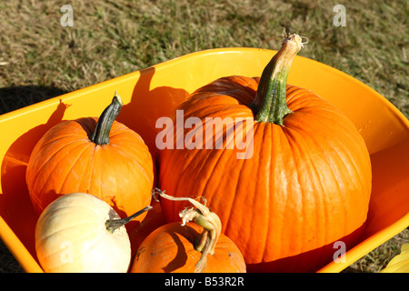 Kürbisse in Schubkarre Oregon USA Stockfoto