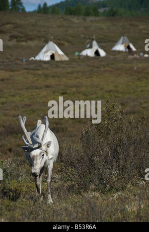 Rentier in die Tsaatan Feldlager Norden der Mongolei Stockfoto