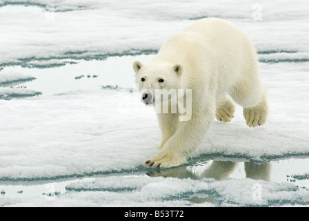 Eisbär (Ursus Maritimus) laufen auf Eisscholle Stockfoto