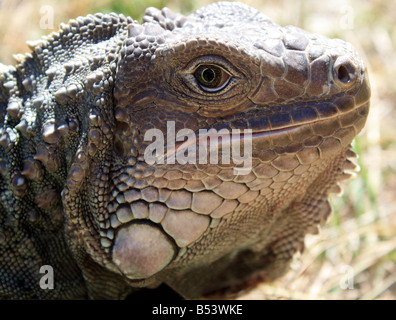 Leguan in der Sonne aalen. Stockfoto