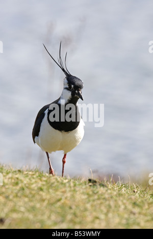 Kiebitz Vanellus Vanellus STANDING ON Grünland Vorderansicht Stockfoto