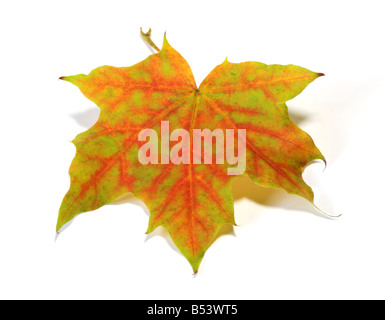 Herbst Maple Leaf (Acer) auf weiß Stockfoto