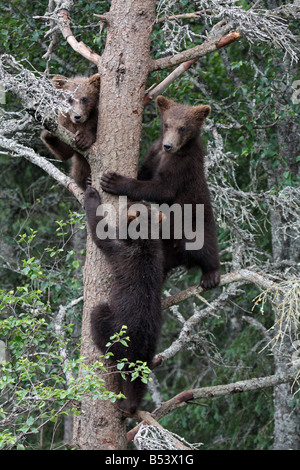 3 grizzly Cubs in Baum, Katmai Nationalpark, Alaska Stockfoto