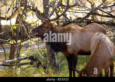 Riesige hallten Bull elk Stockfoto