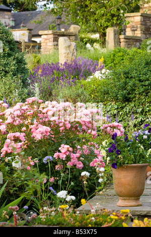 Rosa Rosenbusch in einem Garten Stockfoto