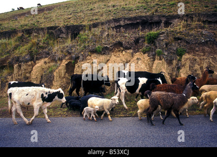 Kuh, Kühe, Schafe, Alpaka, Alpakas, Lamas, Lamas, Tiere, Haustier, Haustiere, Pujili, Provinz Cotopaxi, Ecuador, Südamerika Stockfoto