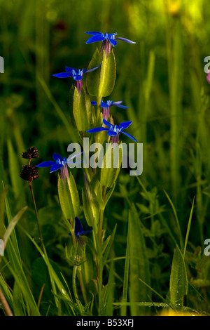 Blase Enzian Gentiana Utriculosa in alpinen Rasen in Piatra Craiulu Mountains Nationalpark Rumänien Stockfoto