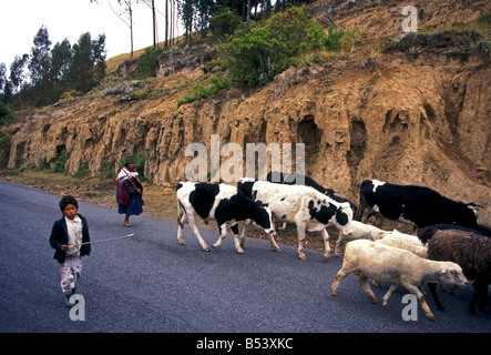 Kuh, Kühe, Schafe, Alpaka, Alpakas, Lamas, Lamas, Tiere, Haustier, Haustiere, Pujili, Provinz Cotopaxi, Ecuador, Südamerika Stockfoto