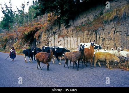 Kuh, Kühe, Schafe, Alpaka, Alpakas, Lamas, Lamas, Tiere, Haustier, Haustiere, Pujili, Provinz Cotopaxi, Ecuador, Südamerika Stockfoto