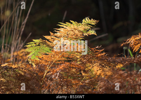 Goldenes Farn, das durch Sonnenlicht im Savernake Forest, Großbritannien, angezündet wird Stockfoto