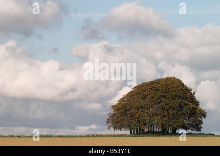 Buschbäume entlang des Ridgeway National Trail bei Marlborough, Wiltshire, England, Großbritannien Stockfoto