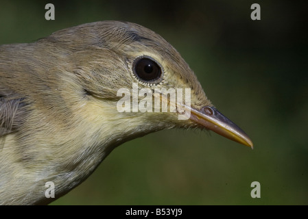 Phylloscopus Sibilatrix Wood Warbler Vogel Stockfoto