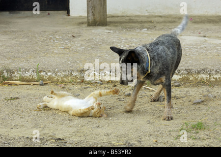 tierische Freundschaft: Australian Cattle Dog und Hauskatze - spielen Stockfoto