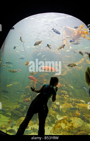 Northern California Coast Exhibit Kalifornien Akademie von Wissenschaften Golden Gate Park San Francisco Kalifornien, USA Stockfoto