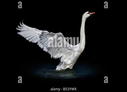 Mute Swan (Cygnus Olor) aus Wasser Stockfoto