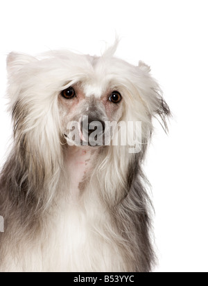Chinesischer Schopfhund vor einem weißen Hintergrund Stockfoto