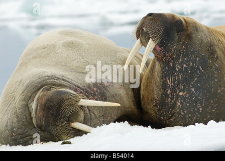 zwei Walrosse - Porträt / Odobenus Rosmarus Stockfoto