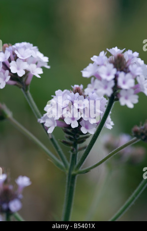 VERBENA RIGIDA POLARIS Stockfoto