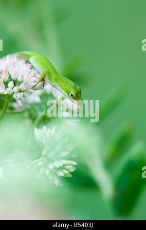 Grüne Anole Eidechse Anolis carolinensis Stockfoto