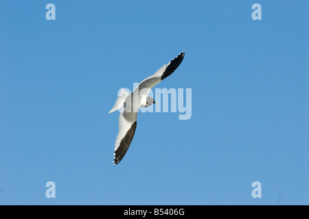 Sabine's Gull - fliegen / Xema Sabini Stockfoto