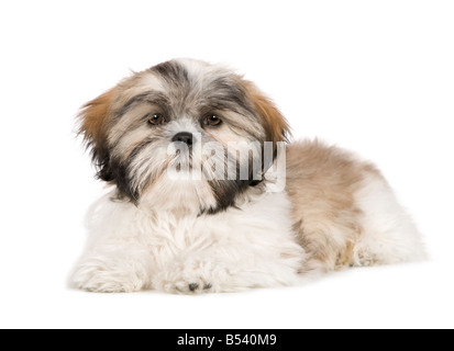 Shih Tzu 4 Monate vor einem weißen Hintergrund Stockfoto