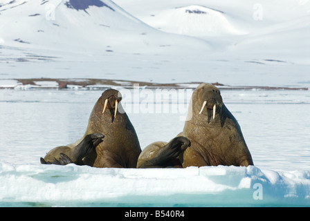 Walross (Odobenus rosmarus). Zwei Erwachsene liegen auf Eis Stockfoto