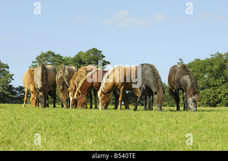 Islandpferde - Herde auf Wiese Stockfoto