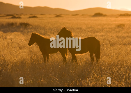 Namibia-Namib Wüste Pferd wildes Tier Afrika Stockfoto