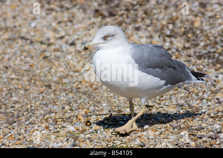 Erwachsenen Winter Yellow-legged Möve Larus michahellis Stockfoto