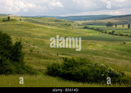 Die große öffnen blumige Wiesen rund um den sächsischen Dorf Viscri in Siebenbürgen Rumänien Stockfoto