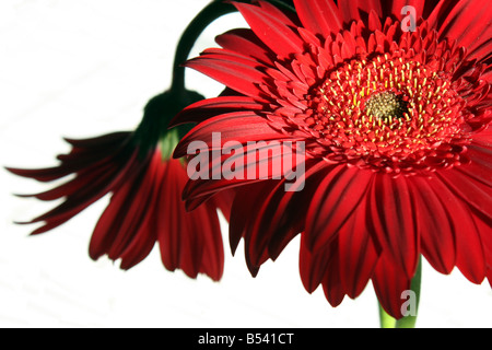 Stillleben mit zwei roten Gerbera Blumen in natürlichem Licht. Stockfoto