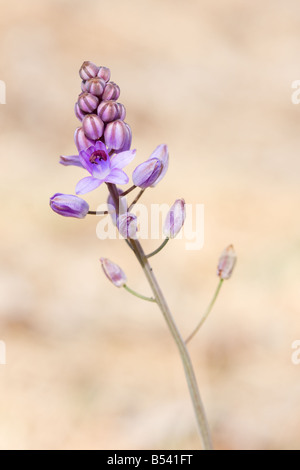 Herbst-Blaustern Blüte, Nahaufnahme Hochformat Scilla autumnalis Stockfoto