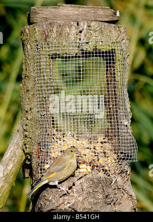 Grünfink auf Feeder Rainham Marshes Stockfoto