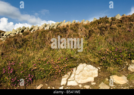 Trockenmauer und Heather bank Clwydian Hills Stockfoto