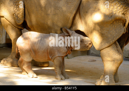 Junge große einen gehörnten Nashorn / Rhinoceros Unicornis Stockfoto