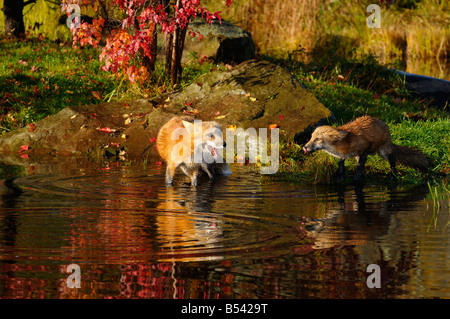 Waten Mutter Rotfuchs Warnung jungen Kit mit einem Yelp vom Rand Wassers während des Trinkens Vulpes Vulpes Minnesota USA Stockfoto