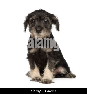 Standard Schnauzer Welpen 10 Wochen vor einem weißen Hintergrund Stockfoto