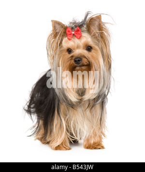 Yorkshire Terrier 15 Monate vor einem weißen Hintergrund Stockfoto