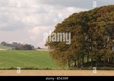 Buschbäume entlang des Ridgeway National Trail bei Marlborough, Wiltshire, England, Großbritannien Stockfoto