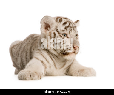 White Tiger Cub 2 Monate vor einem weißen Hintergrund Stockfoto