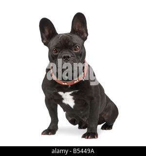 französische Bulldogge vor einem weißen Hintergrund Stockfoto
