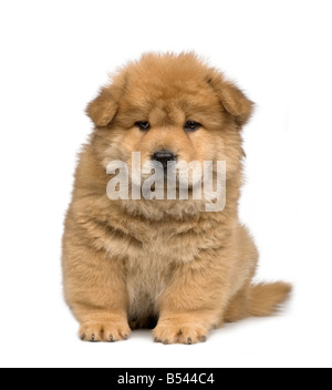 Chow Chow 2 Monate vor einem weißen Hintergrund Stockfoto