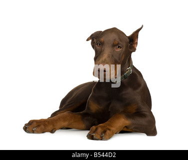 Dobermann 4 Monate vor einem weißen Hintergrund Stockfoto