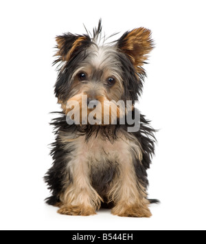 Yorkshire Terrier 3 Monate vor einem weißen Hintergrund Stockfoto