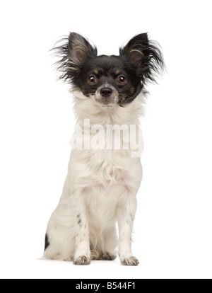 langhaarige Chihuahua 9 Monate vor einem weißen Hintergrund Stockfoto