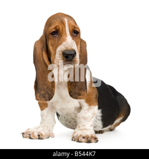 Basset Hound 3 Monate vor einem weißen Hintergrund Stockfoto