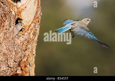 Bluebird Mountain Sialia Currucoides männlich bei Verschachtelung Hohlraum Rocky Mountain National Park Colorado USA Stockfoto